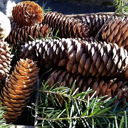 Eco Maison Dominique 3* Challand-Saint-Anselme