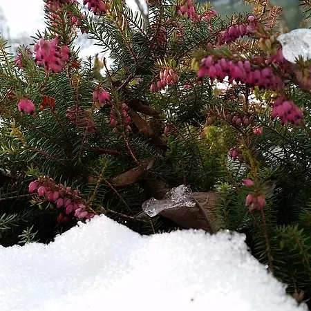 Eco Maison Dominique 3*