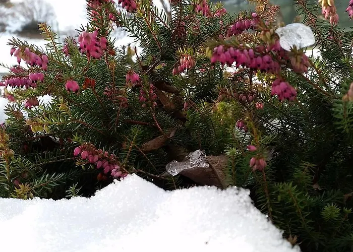 Eco Maison Dominique 3*